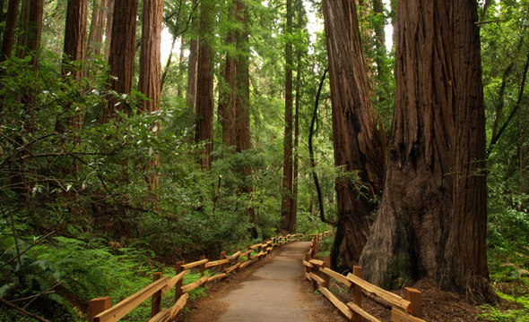 The first time I walked through Muir woods I could feel the difference in the air that I was breathing. It was pure air that the forest was providing.