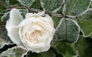 rose_bud_white_hoarfrost_snow_frost_winter_9773_2560x1600