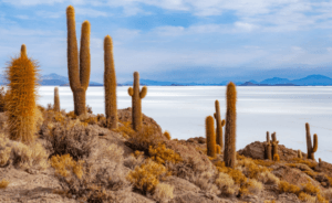 Cactus Giving Level Donation of $10,000–24,999
