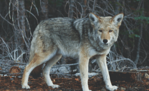 Grey Wolf Giving Level Donation of $5,000–9,999
