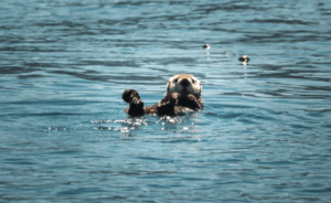 Sea Otter Giving Level Donation of $25,000–49,999