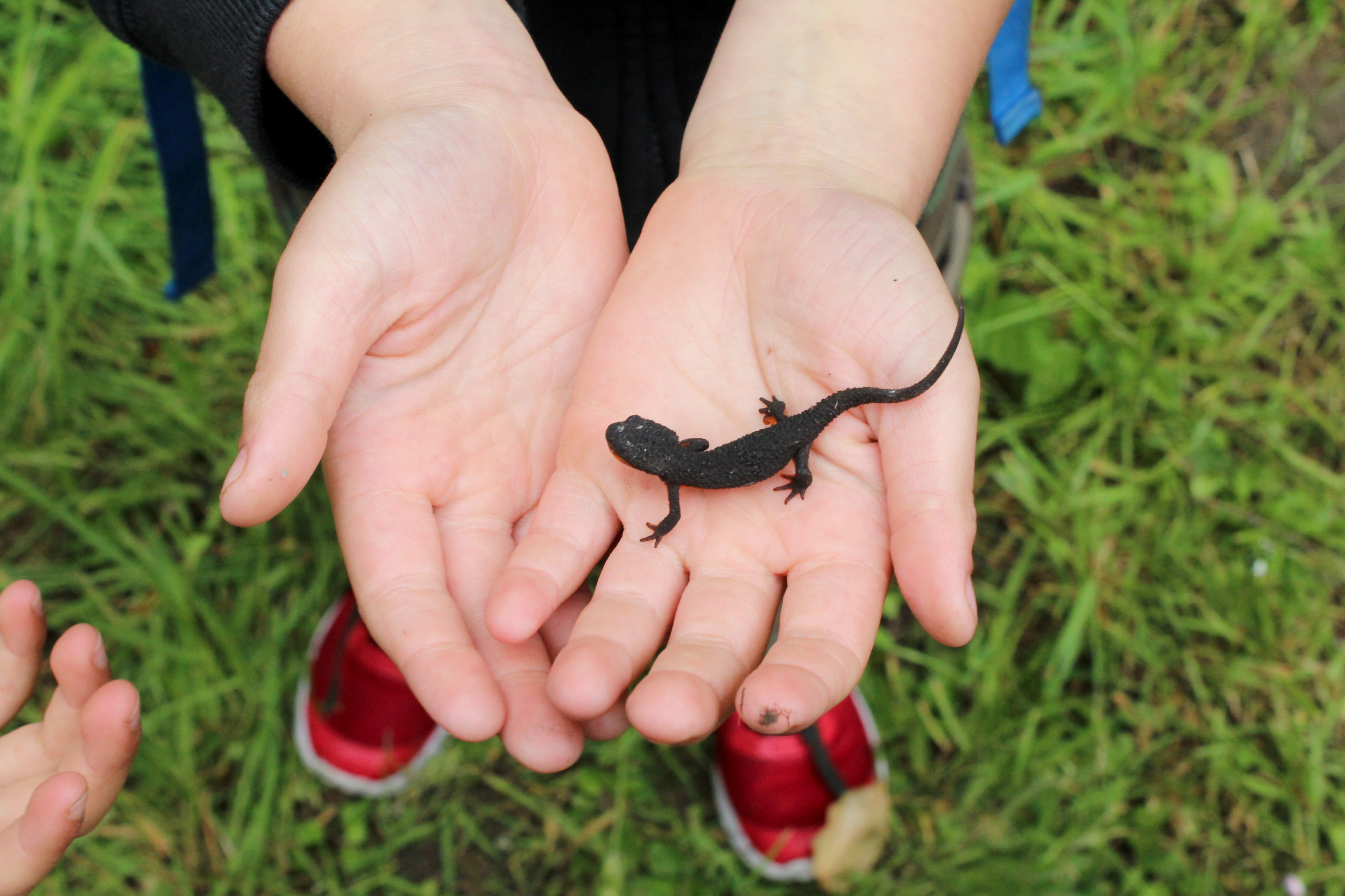 Small lizard being cradled within student's open hands.