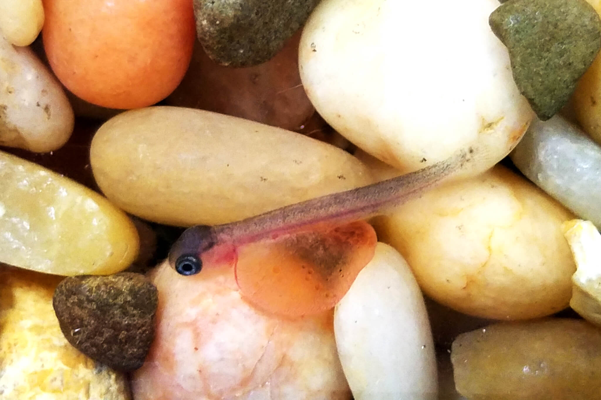 Steelhead fish swimming in a classroom fish tank with rocks.