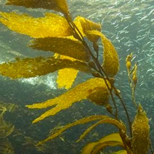Kelp-Forest-Climate-Champions-Collaborative-Learning