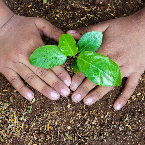 Plant_a_Sapling_for_Better_Future-3