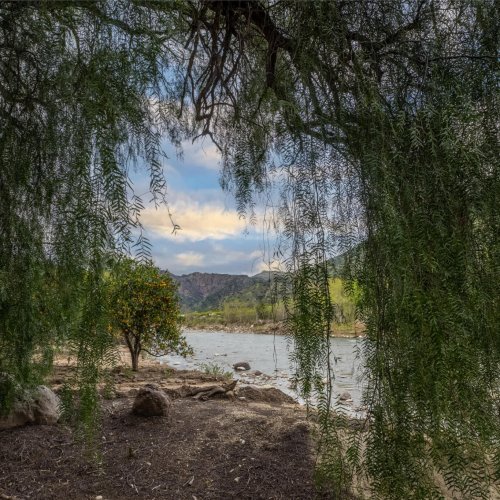 Willow tree along the bank of a flowing river arches to frame the scene of sky and hills.