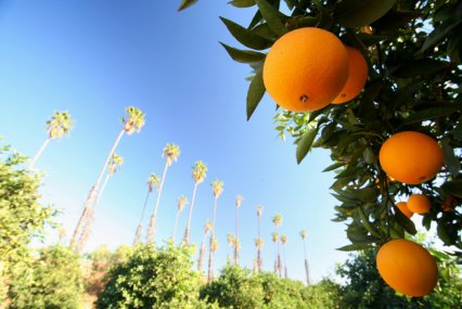 Close of up an orange tree and fruit on a bright day