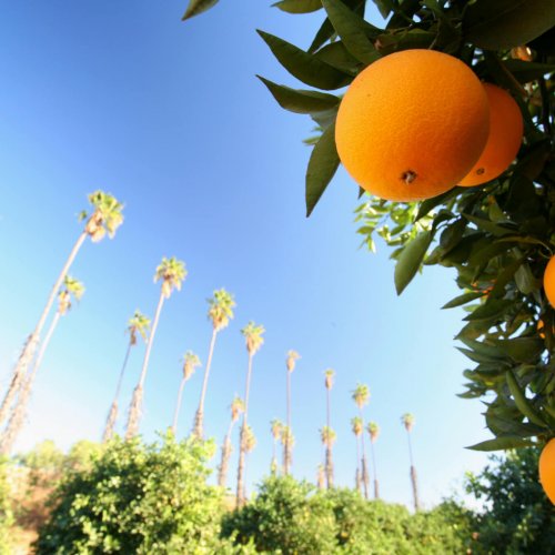 Close of up an orange tree and fruit on a bright day