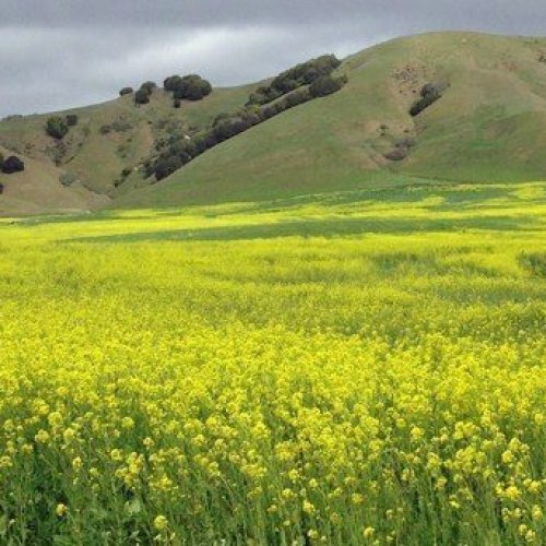 mustard-field-Inverness